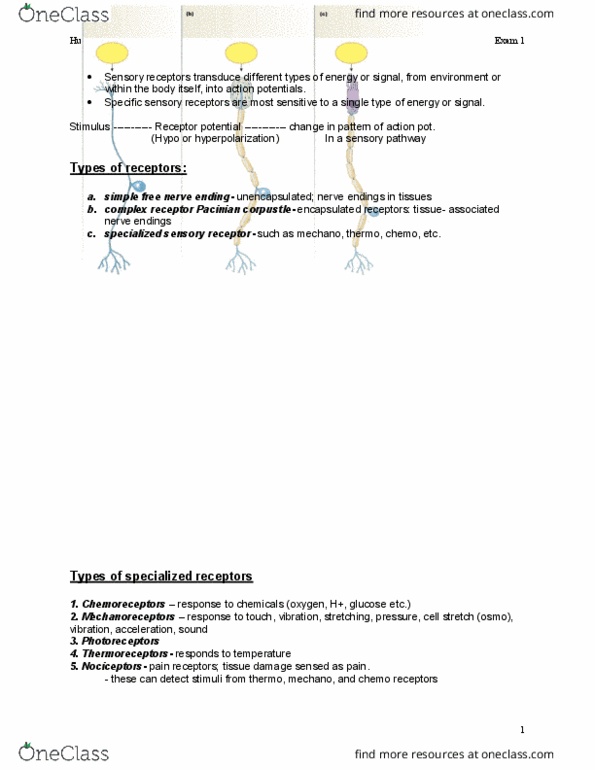 BISC 3166 Lecture Notes - Lecture 6: Sensory Neuron, Thermoreceptor, Nociceptor thumbnail