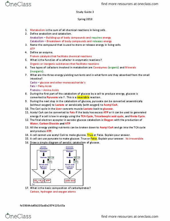 NUTR 251 Chapter Notes - Chapter 1-5: Acetyl-Coa, Cori Cycle, Citric Acid Cycle thumbnail