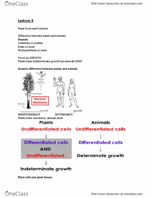 BIOA02H3 Lecture Notes - Lecture 3: Indeterminate Growth, Photosynthesis, Dont thumbnail