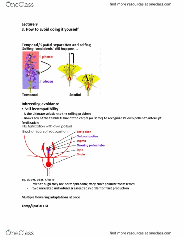 BIOA02H3 Lecture Notes - Lecture 9: Inbreeding Depression, Goldenrod, Gynoecium thumbnail