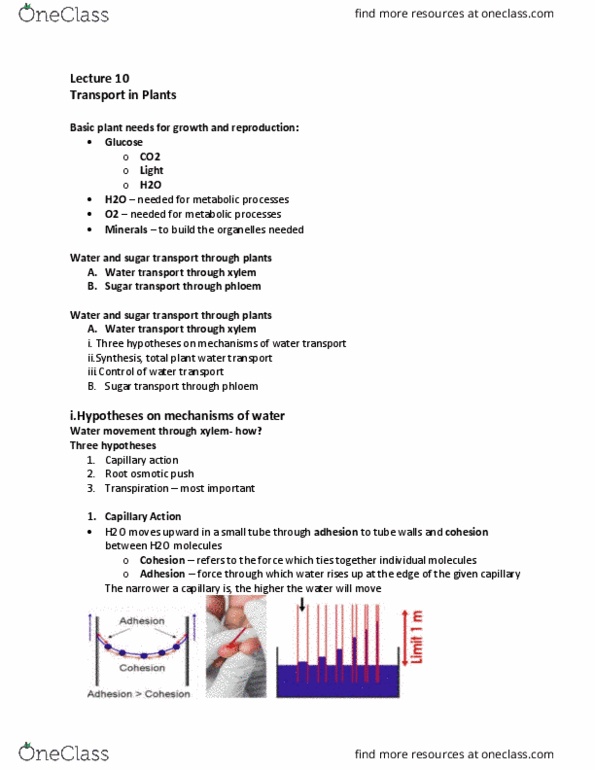 BIOA02H3 Lecture Notes - Lecture 10: Root Hair, Capillary Action, Semipermeable Membrane thumbnail