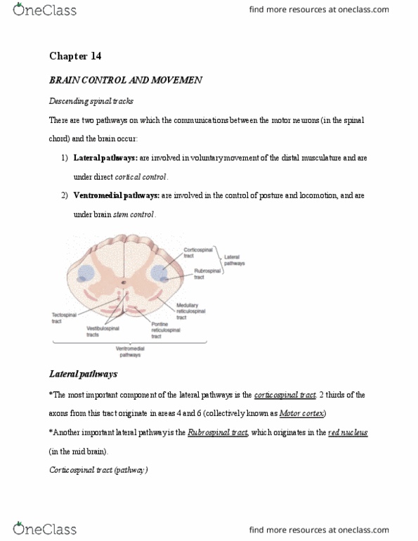 PSYO 2470 Chapter Notes - Chapter 14: Reticular Formation, Rubrospinal Tract, Tectospinal Tract thumbnail