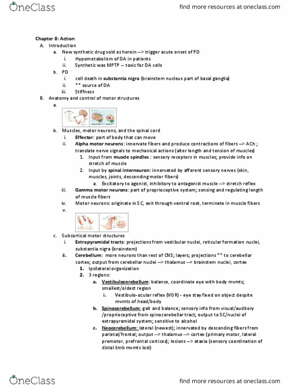 NBB 302 Chapter Notes - Chapter 6: Substantia Nigra, Alpha Motor Neuron, Spinocerebellar Tract thumbnail