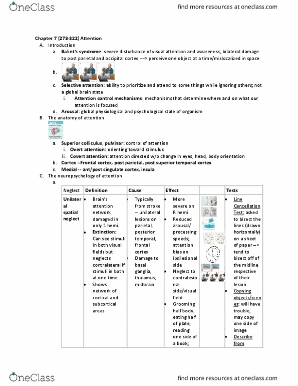 NBB 302 Chapter Notes - Chapter 4-5: Hermann Von Helmholtz, Frontal Lobe, Superior Colliculus thumbnail