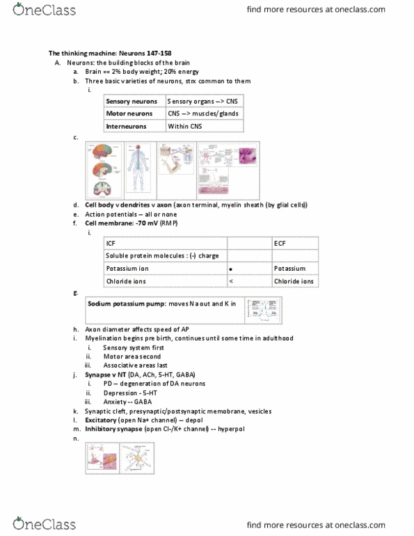 PSYC 110 Chapter Notes - Chapter 7: Potassium Chloride, Myelin, Axon Terminal thumbnail