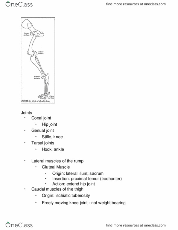 VIBS 305 Lecture Notes - Lecture 7: Stifle Joint, Hip, Weight-Bearing thumbnail