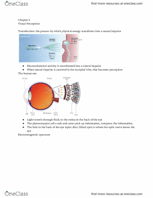PSY 250 Lecture Notes - Lecture 6: Optic Disc, Occipital Lobe, Electromagnetic Spectrum thumbnail