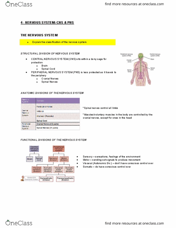 Health Sciences 2300A/B Lecture Notes - Lecture 4: Central Nervous System, Spinal Nerve, Cranial Nerves thumbnail
