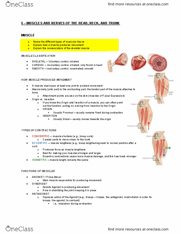 Health Sciences 2300A/B Lecture Notes - Lecture 5: Biceps, Epicranial Aponeurosis, Quadriceps Femoris Muscle thumbnail