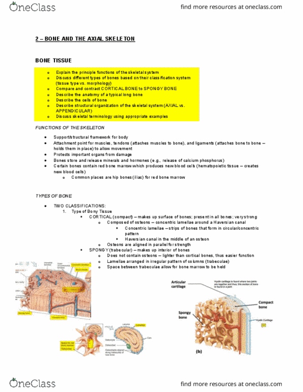 Health Sciences 2300A/B Lecture Notes - Lecture 2: Bone Marrow, Bone, Haversian Canal thumbnail