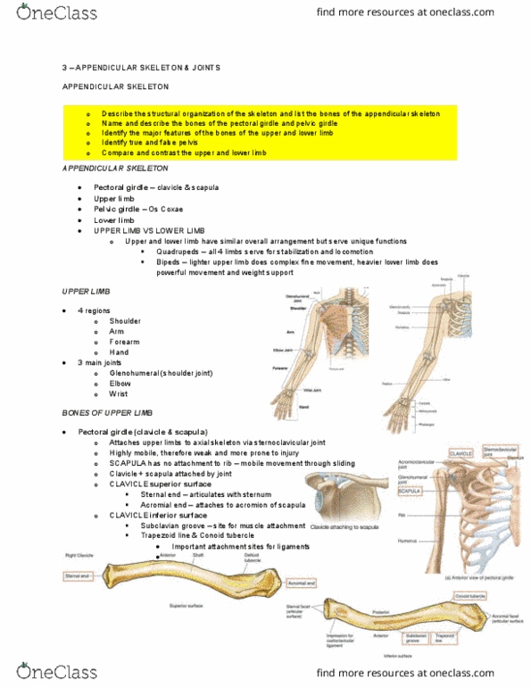 Health Sciences 2300A/B Lecture Notes - Lecture 3: Olecranon Fossa, Proximal Radioulnar Articulation, Shoulder Girdle thumbnail