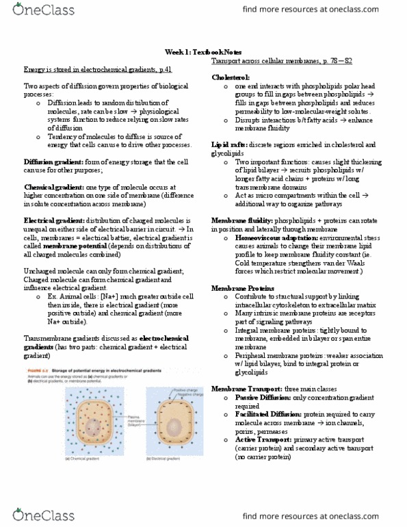BIOL 361 Chapter Notes - Chapter 1: Peripheral Membrane Protein, Active Transport, Electrochemical Gradient thumbnail