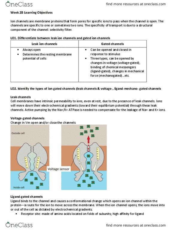 BIOL 361 Chapter Notes - Chapter 2: Second Messenger System, Potassium Channel, Cytoskeleton thumbnail