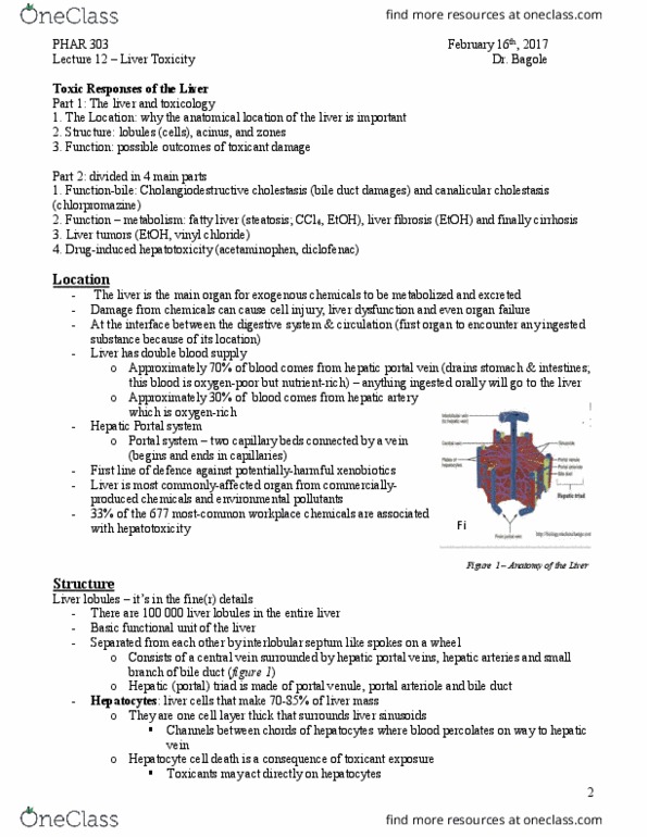 PHAR 303 Lecture Notes - Lecture 12: Portal Vein, Liver Sinusoid, Lobules Of Liver thumbnail