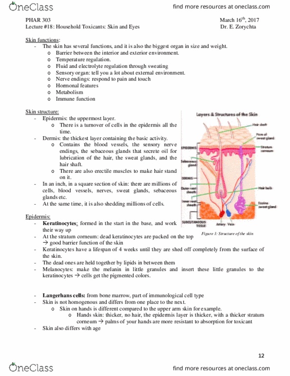PHAR 303 Lecture Notes - Lecture 18: Stratum Corneum, Keratinocyte, Sebaceous Gland thumbnail