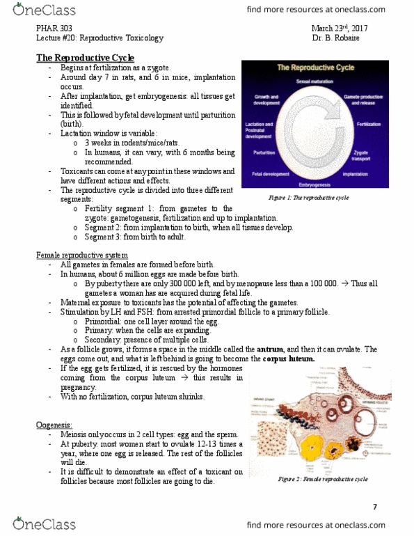 PHAR 303 Lecture Notes - Lecture 20: Corpus Luteum, Female Reproductive System, Anterior Pituitary thumbnail
