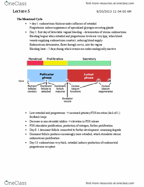 PHGY 210 Lecture Notes - Lecture 5: Vaginal Bleeding, Endometrium, Activin And Inhibin thumbnail