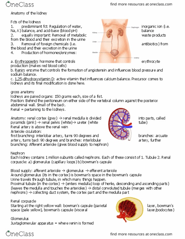 PHGY 210 Lecture Notes - Lecture 1: Glomerular Basement Membrane, Distal Convoluted Tubule, Renal Function thumbnail