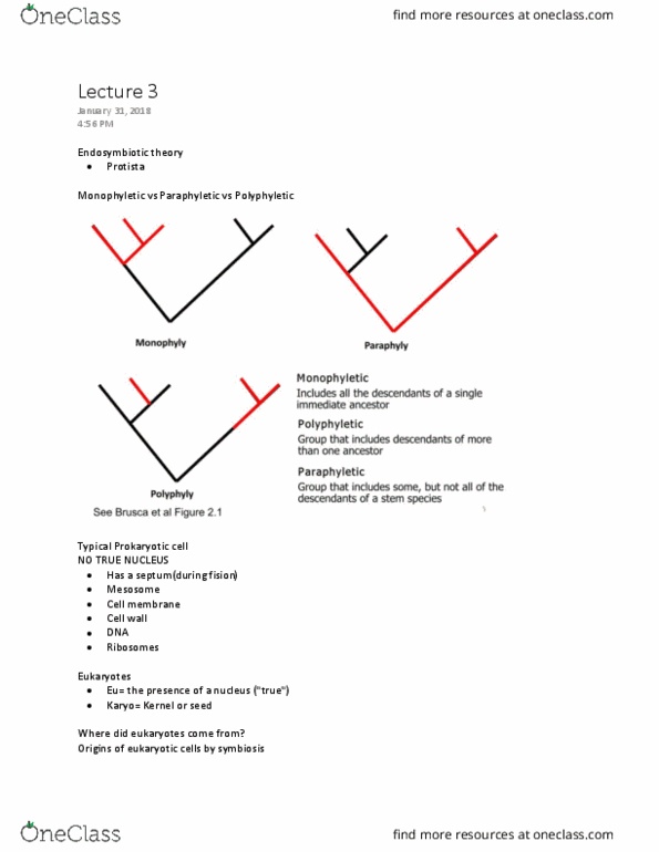 ZOO 2700 Lecture Notes - Lecture 3: Symbiogenesis, Mesosome, Polyphyly thumbnail