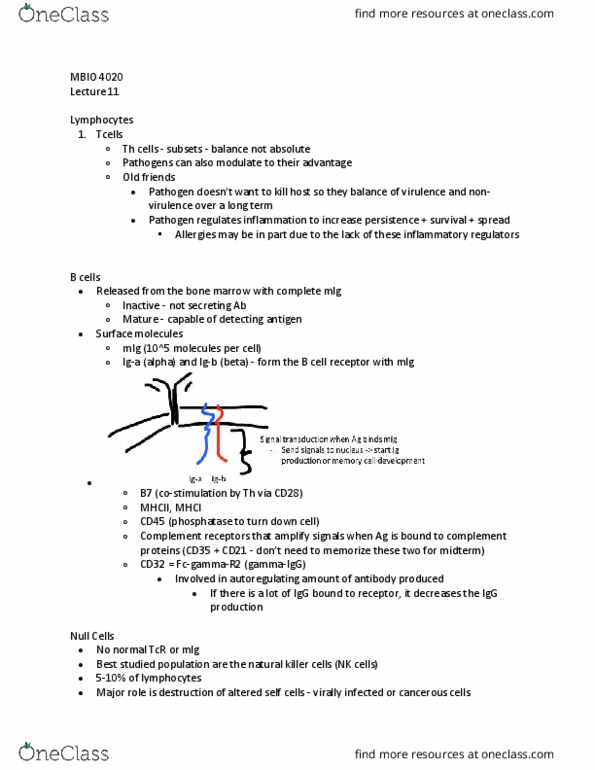 MBIO 4020 Lecture Notes - Lecture 11: B-Cell Receptor, Complement Receptor 1, Ptprc thumbnail