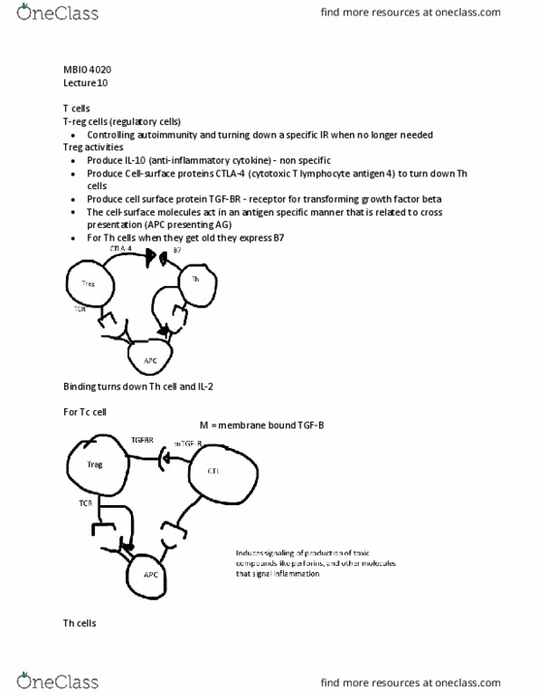 MBIO 4020 Lecture Notes - Lecture 10: Cytotoxic T Cell, Antigen-Presenting Cell, Interleukin 2 thumbnail