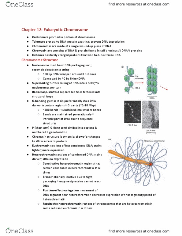 CAS BI 206 Chapter Notes - Chapter 12: Giemsa Stain, Dna Supercoil, Euchromatin thumbnail