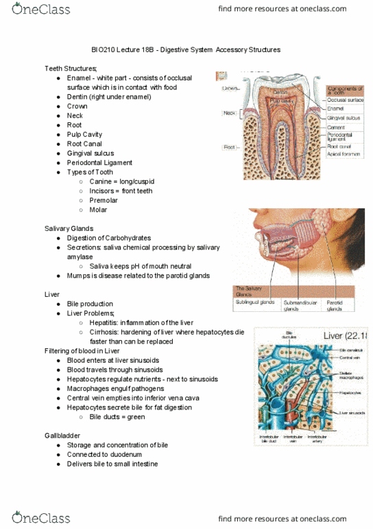BIO210Y5 Lecture Notes - Lecture 26: Hepatocyte, Dentin, Parotid Gland thumbnail
