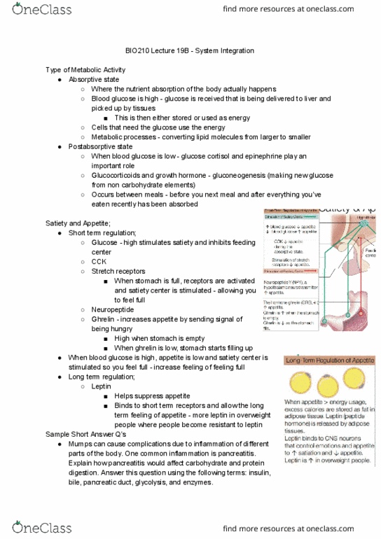 BIO210Y5 Lecture Notes - Lecture 28: Pancreatic Duct, Anorectic, Blood Sugar thumbnail