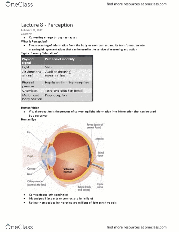 CGSC 1001 Lecture Notes - Lecture 8: Photoreceptor Cell, Visual Perception, Human Eye thumbnail