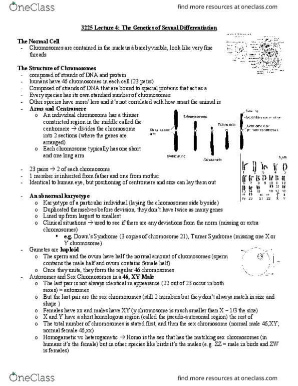 Psychology 3225A/B Lecture Notes - Lecture 4: Pseudoautosomal Region, Turner Syndrome, Y Chromosome thumbnail