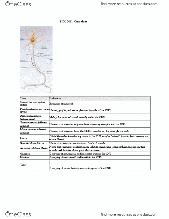 BIOL 1051H Lecture Notes - Lecture 7: Multipolar Neuron, Peripheral Nervous System, Autonomic Nervous System thumbnail