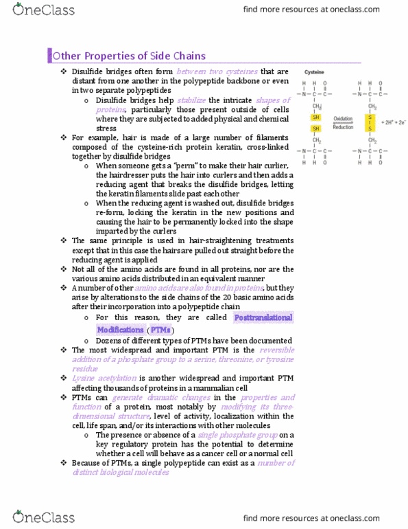 BIO130H1 Chapter Notes - Chapter 2: Disulfide, Keratin, Peptide thumbnail