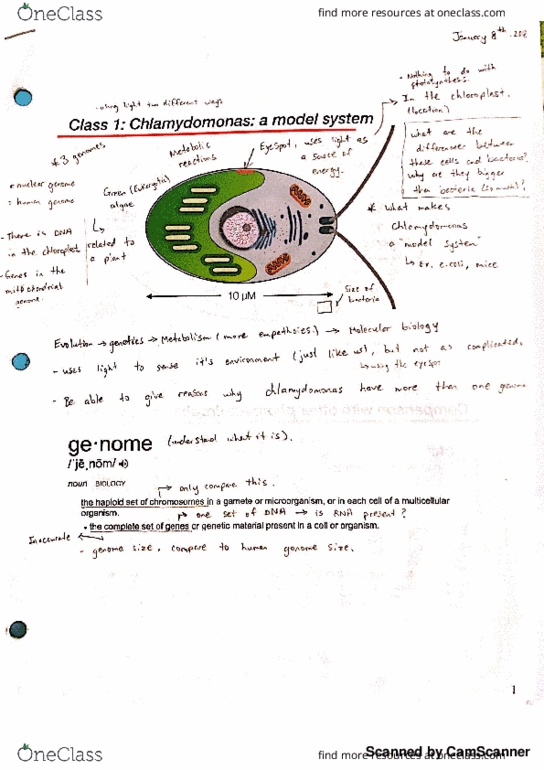 Biology 1002B Lecture 1: Chlamydomonas: A Model System thumbnail