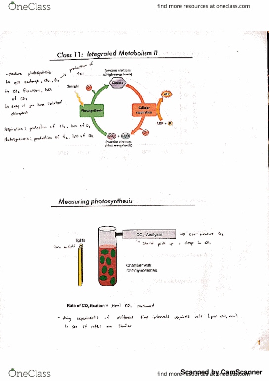 Biology 1002B Lecture 11: Integrated Metabolism II thumbnail