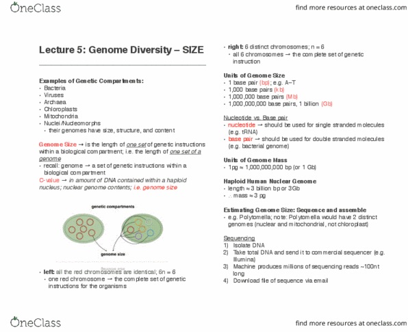 Biology 2581B Lecture Notes - Lecture 5: Genome Size, Nuclear Dna, Base Pair thumbnail