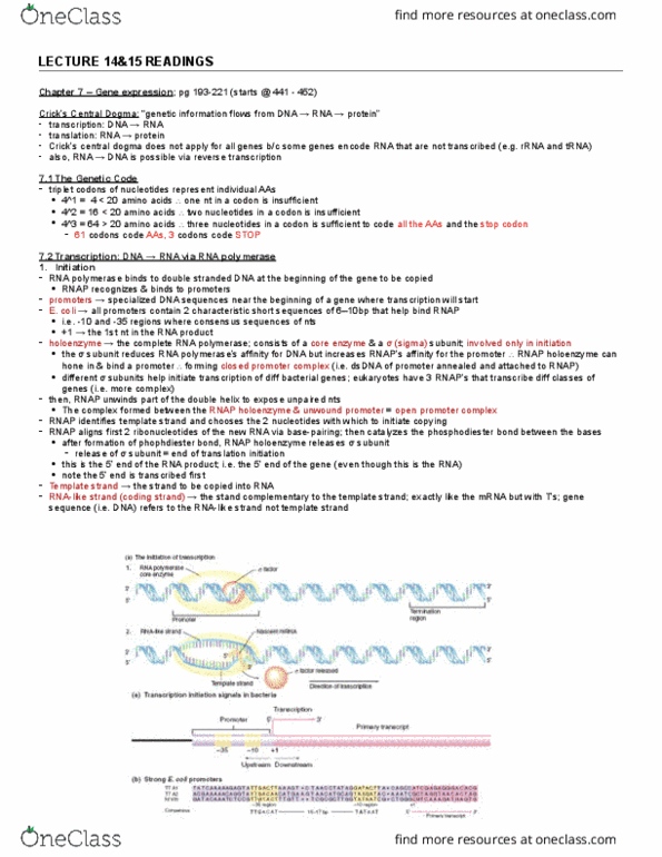 Biology 2581B Lecture Notes - Lecture 14: Start Codon, Central Dogma Of Molecular Biology, Reverse Transcriptase thumbnail