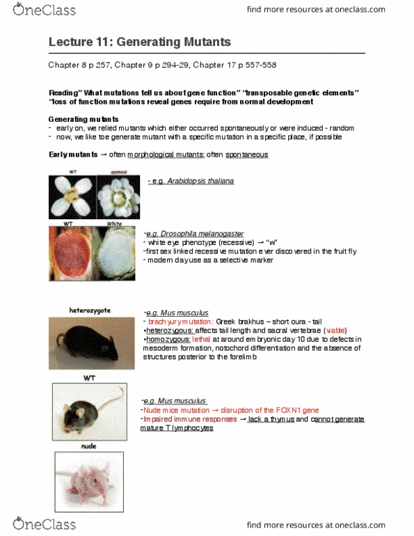 Biology 2581B Lecture Notes - Lecture 11: Arabidopsis Thaliana, Sacrum, Brachyury thumbnail