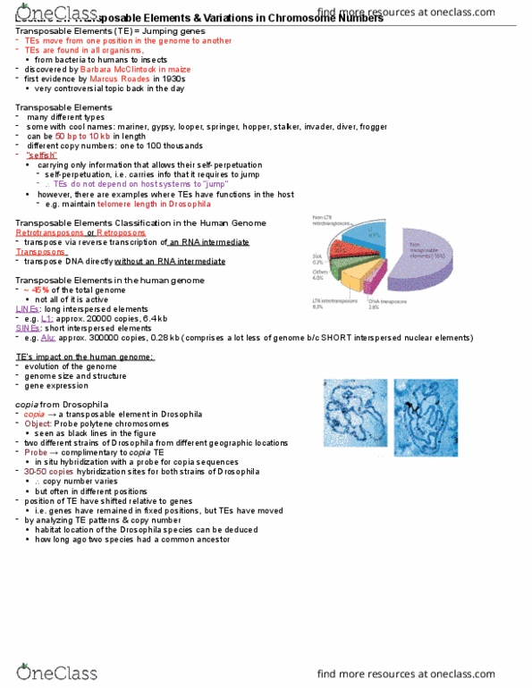 Biology 2581B Lecture Notes - Lecture 21: Copia (Museum), Polytene Chromosome, Genome Size thumbnail