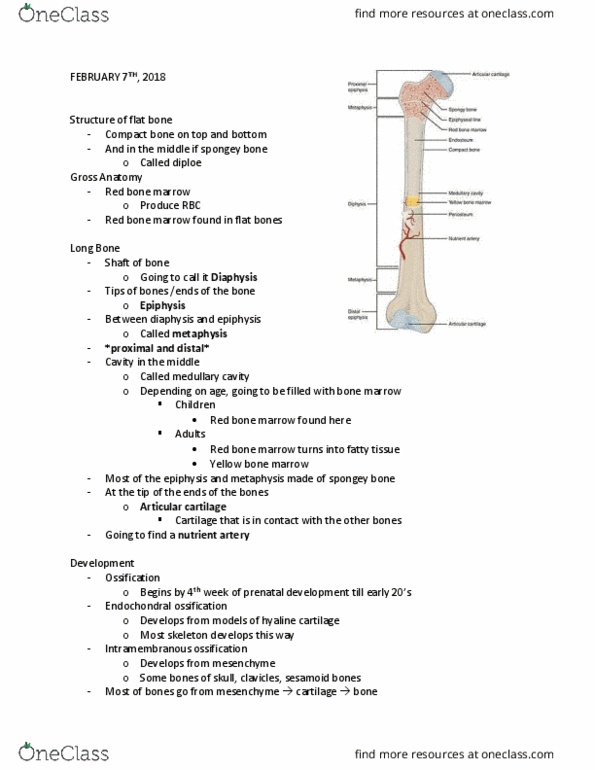 BIOL 240 Lecture Notes - Lecture 8: Intramembranous Ossification, Endochondral Ossification, Hyaline Cartilage thumbnail