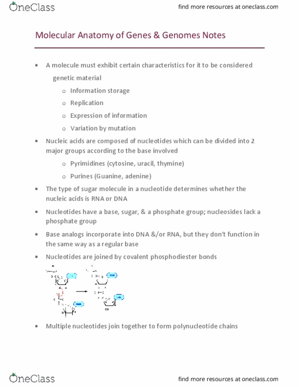 BIOL 2040 Lecture Notes - Lecture 1: Polynucleotide, Phosphodiester Bond, Uracil thumbnail