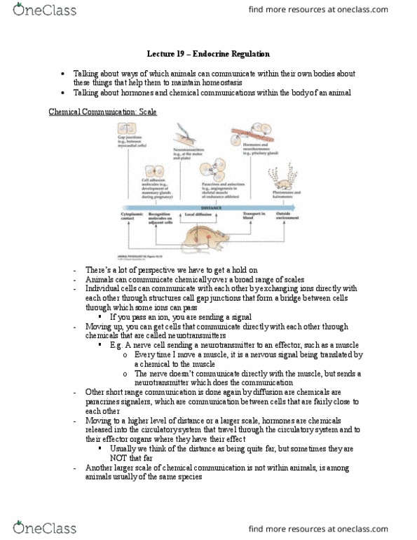 Biology 2601A/B Lecture Notes - Lecture 19: Chemical Communications, Neuron, Paracrine Signalling thumbnail