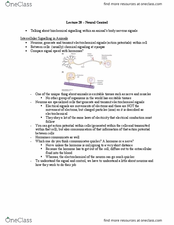 Biology 2601A/B Chapter Notes - Chapter 20: Electrical Synapse, Extracellular Fluid, Schwann Cell thumbnail
