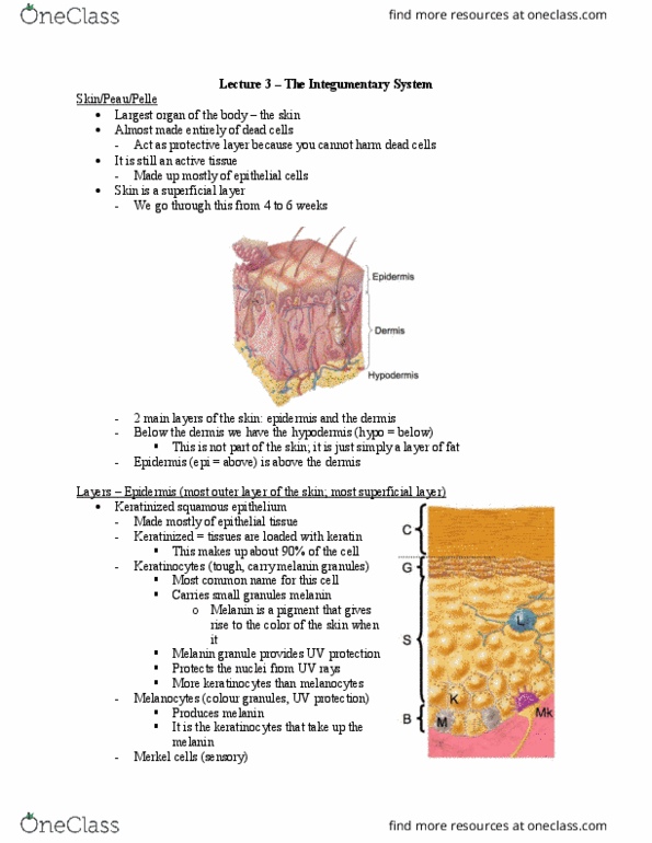Health Sciences 2300A/B Lecture Notes - Lecture 3: Epidermis, Keratinocyte, Melanin thumbnail