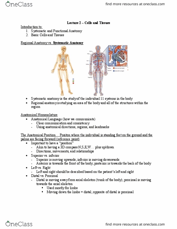Health Sciences 2300A/B Lecture Notes - Lecture 2: Axial Skeleton, Anatomy 2, Epithelium thumbnail