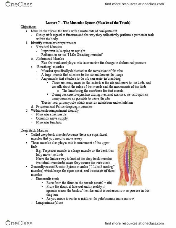 Health Sciences 2300A/B Lecture Notes - Lecture 7: Trapezius Muscle, Pelvic Floor, Iliocostalis thumbnail
