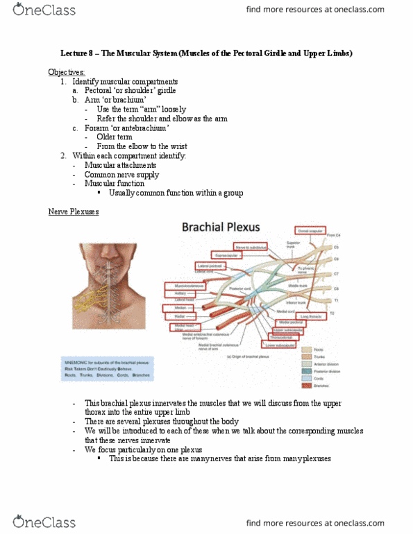 Health Sciences 2300A/B Lecture Notes - Lecture 8: Shoulder Girdle, Brachial Plexus, The Nerves thumbnail