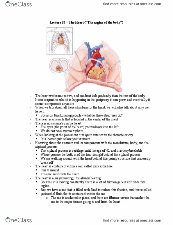 Health Sciences 2300A/B Lecture Notes - Lecture 10: Pulmonary Circulation, Pulmonary Vein, Pericardium thumbnail