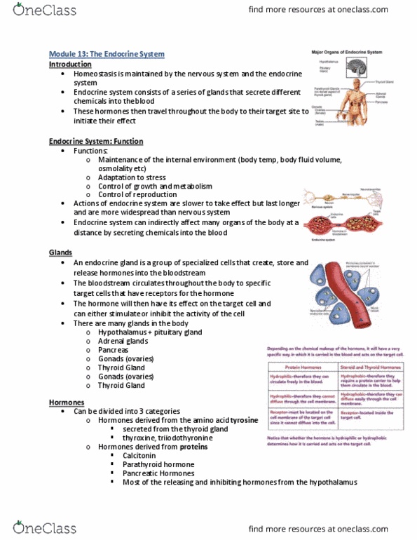 Physiology 2130 Lecture Notes - Lecture 13: Thyroid, Adrenal Gland, Endocrine System thumbnail