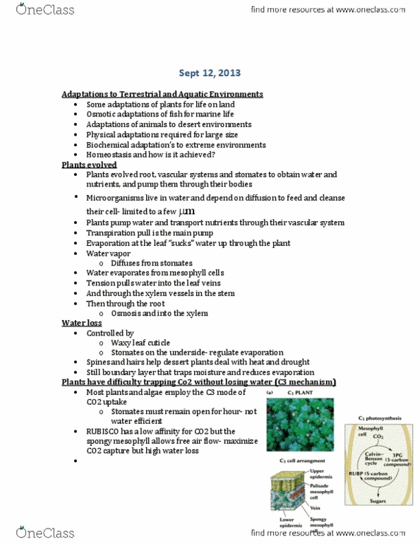 BIOL 2000 Lecture Notes - Lecture 3: C3 Carbon Fixation, Leaf, Vascular Bundle thumbnail