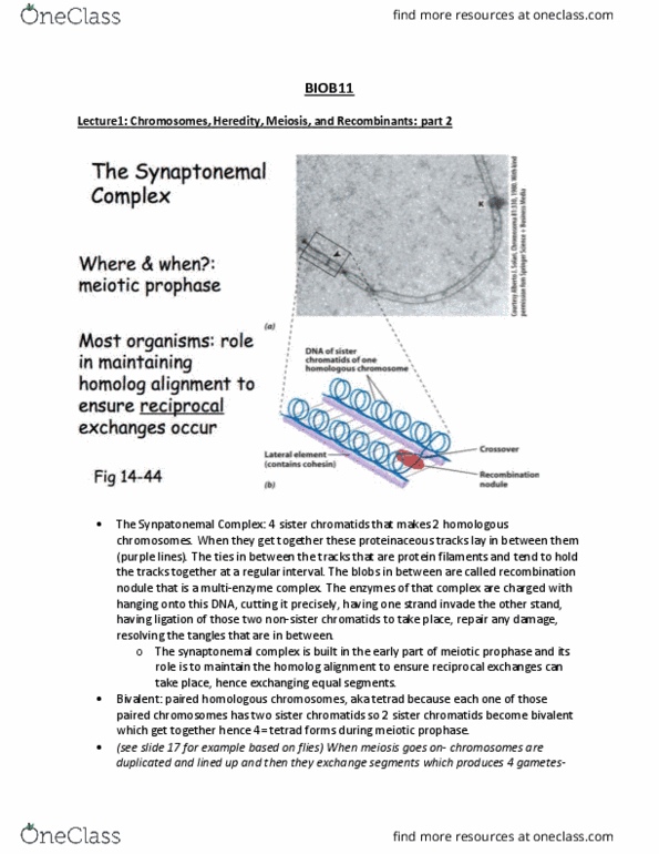 BIOB11H3 Lecture Notes - Lecture 1: Sister Chromatids, Synaptonemal Complex, Chromosome Segregation thumbnail